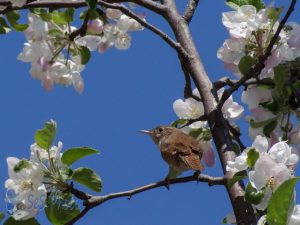 Little Wren