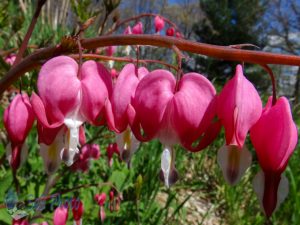 Bleeding Hearts