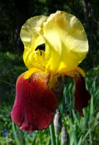 Missing Irises