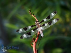 Summertime Dragonfly