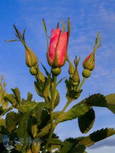 Wild Roses Arriving