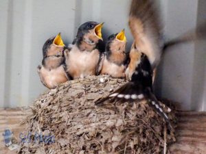 Baby Barn Swallows