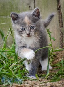 Kitten Wanting Attention