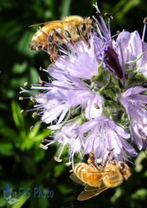 Honey Bees at Work