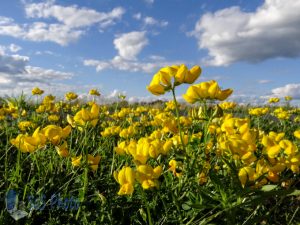 Birds-foot Trefoil