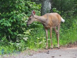 Wandering Deer