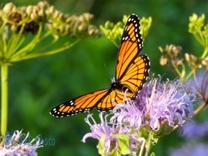 Monarch on Wild Bergamot