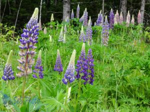 Lovely Lupines