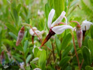 Tiny Cranberry Blossom