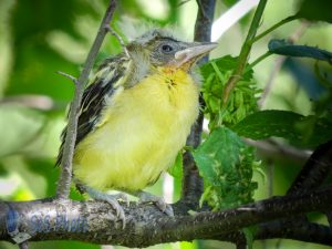 Baby Oriole Waiting for Food