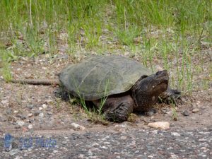 Slow Moving Turtle