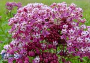 Swamp Milkweed