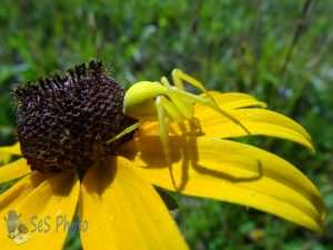 Goldenrod Crab Spider