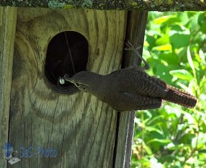 Wren Busy Feeding