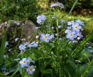 Forget-Me-Not