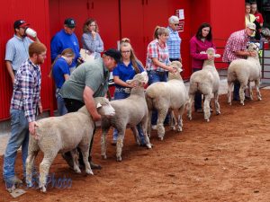 Sheep Wearing Winter Coats