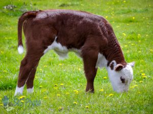 Calf in May Pasture