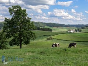 Cattle Grazing on Rolling Hills