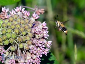 Hummingbird Clearwing Feeding