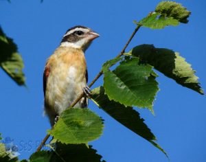 Young Grosbeak