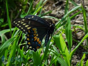 Black Swallowtail