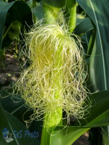 Corn Silk