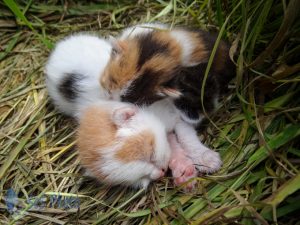 Pile of Kittens