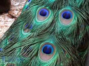 Peacock Feathers