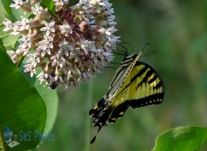 Milkweed and Tiger Swallowtail