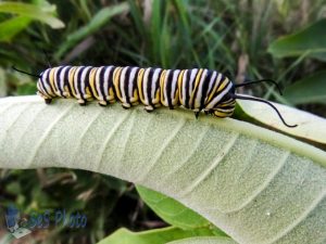 Monarch Caterpillar