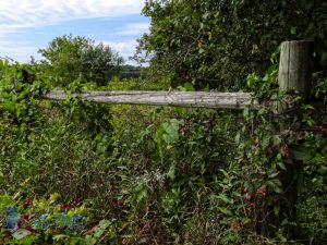 Covered Fence