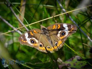 Common Buckeye