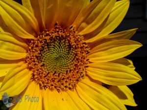 Sunflower Blooming