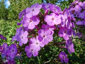 Pretty Pink Phlox