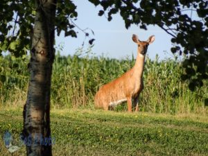 Deer Waiting