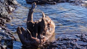 Otter Driftwood