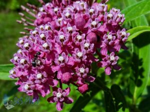 Ant on Swamp Milkweed