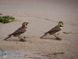 Beach Birds