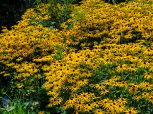 Sunny Flowers on a Sunny Day