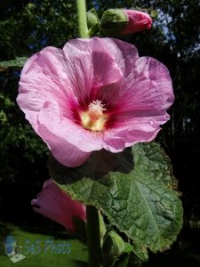 Pink Hollyhock