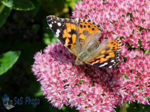 Painted Lady