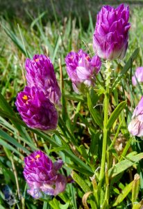 Blood Milkwort