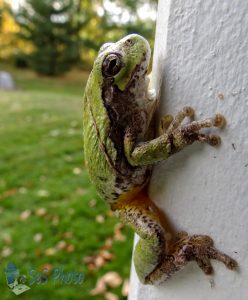 Tree Frog Preparing to Sing