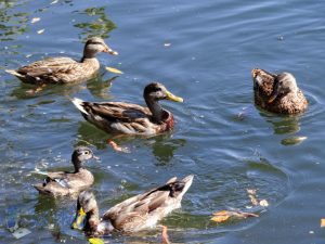 Duck Gathering