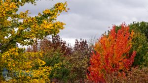 Colors on a Cold Day