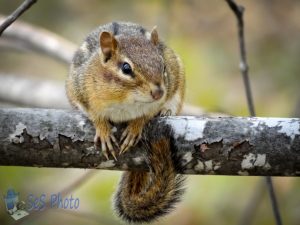 Troublesome Chipmunk