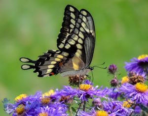 Spotting a Giant Swallowtail