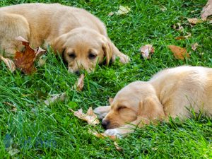 Late Dog Days of Summer