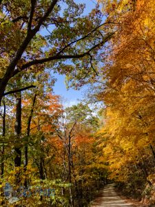 Autumn Trail