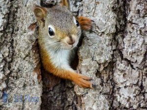 Cute Squirrel